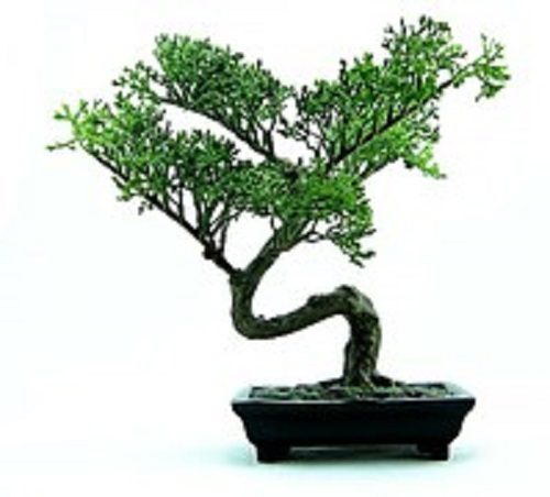 bonsai-316573__180