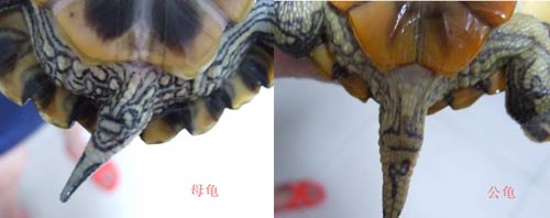 黄头龟分辨公母图解图片