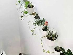 足不出户的美  10款室内植物背景墙图片