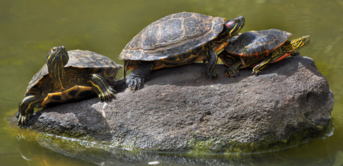 巴西龟可以深水养吗