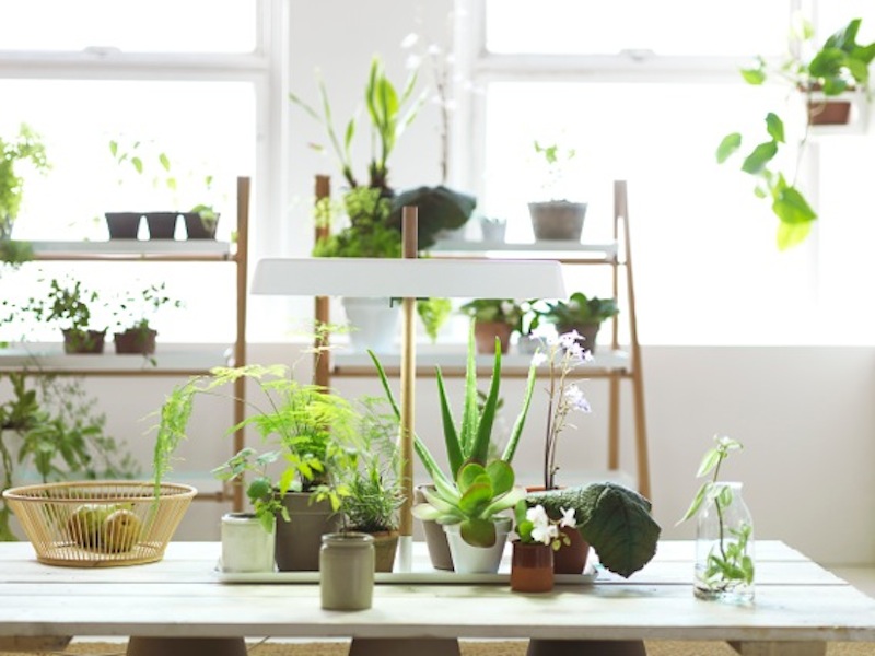 indoor-plants-designrulz-1