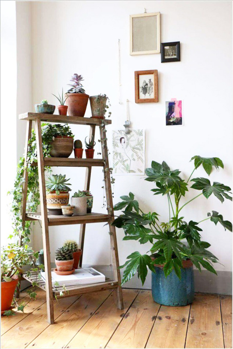 indoor-plants-designrulz-14