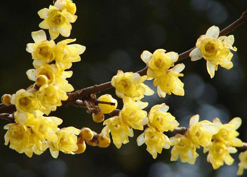 冬天开的花有什么花(冬天开的花有哪些?花名,颜色)