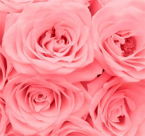 粉红色玫瑰花的花语 粉红色玫瑰花的搭配