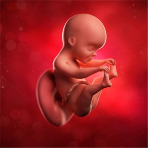 25周胎儿大小真实图片图片