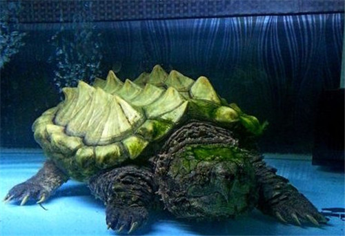 大鳄龟寿命一般是多久 大鳄龟好养吗
