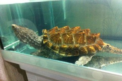 大鳄龟寿命一般是多久 大鳄龟好养吗