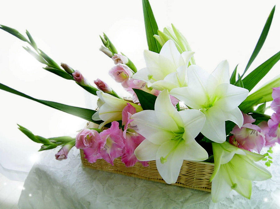 百合的花语是什么不同品种百合花的含义 花卉花语 南北花木网