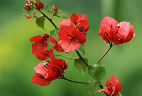 冬天的花有哪些是红色的冬季养花要注意哪些问题 花卉常识 南北花木网