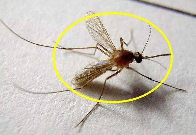 昆明蚊子最高能飞到几楼？为啥我家住九楼蚊子还是很多！