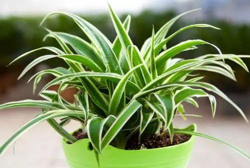 这五种植物，不养在卫生间实在可惜，耐阴还去异味！