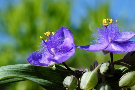 紫露草的品种有哪些紫露草什么时候开花 齐家网