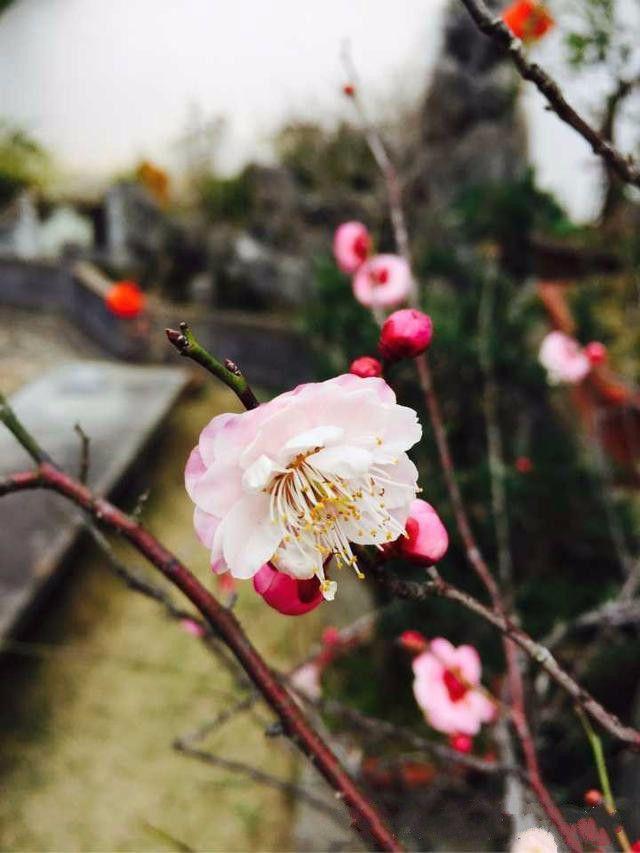 买一楼被笑傻，开发商送100平小院，不知我种花养鱼多快活