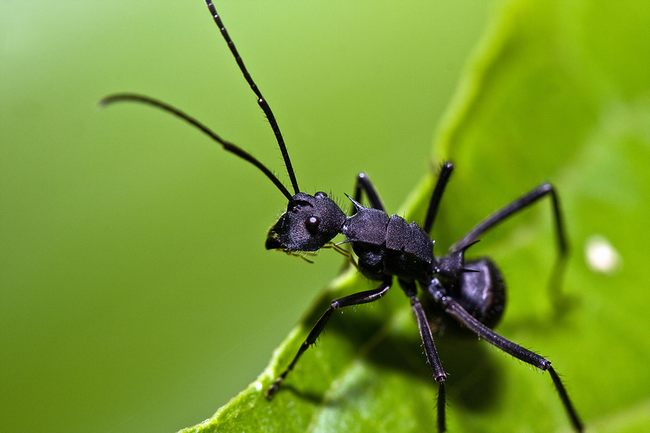 黑蚂蚁的功效有哪些  黑蚂蚁如何食用