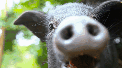 为了父亲他把家搬到了最美的藏区连野猪都把他当好朋友