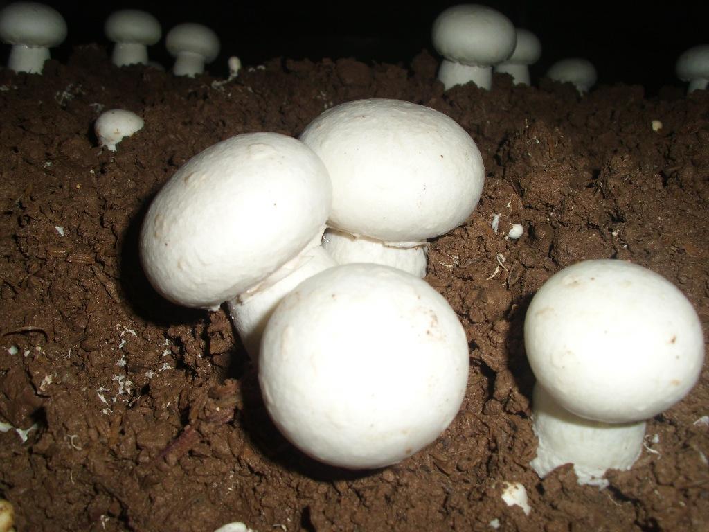 野生菌类蘑菇壁纸_风景_太平洋电脑网
