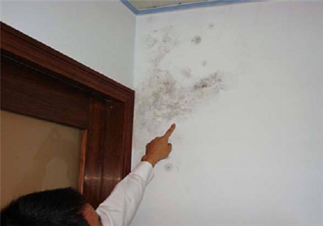 原来家里墙壁发霉不仅仅是因为潮湿，还有这些原因